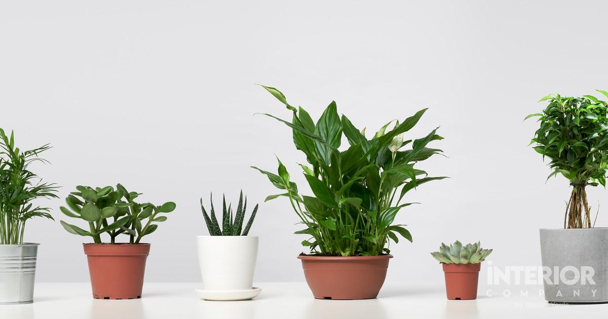 30 Best Indoor Plants for Apartments to buy Online