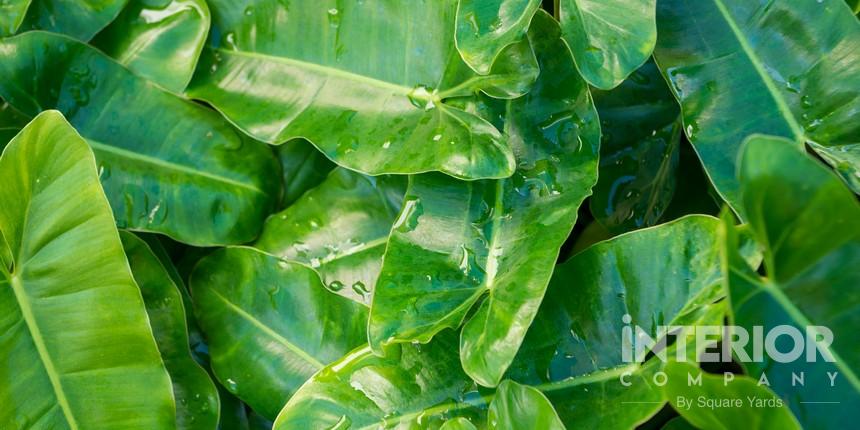 Philodendron Narrow 'jungle Boogie'