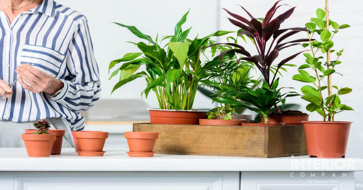 23 Houseplants That Can Survive Low Light