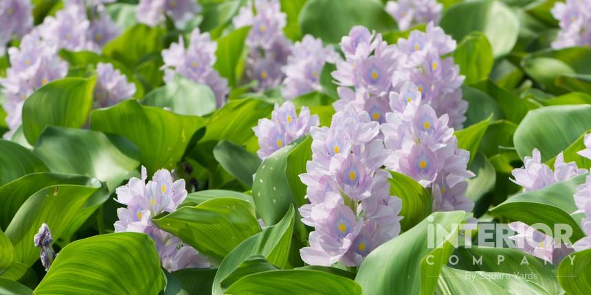Artificial White Hyacinth
