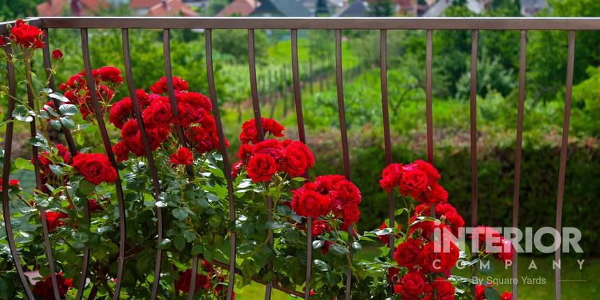Attractive Rose Garden in Balcony