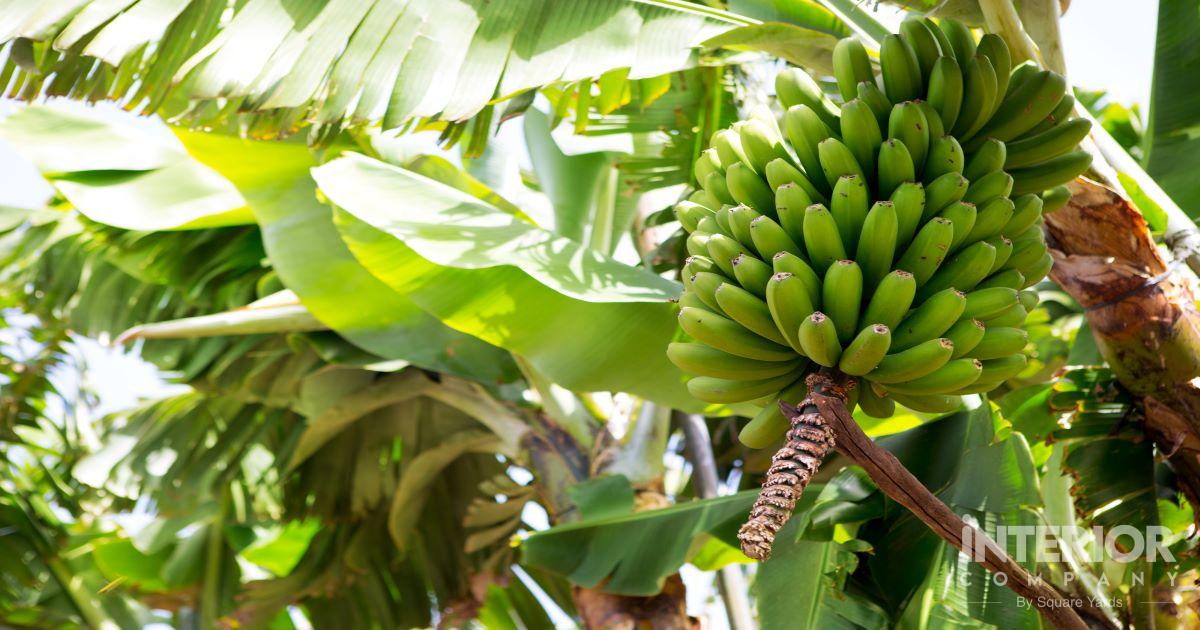How To Grow Banana Plants and Keep Them Happy?