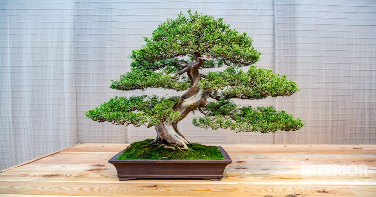 Are You a Beginner? Here’s How You Can Grow Your Own Bonsai Tree at Home!