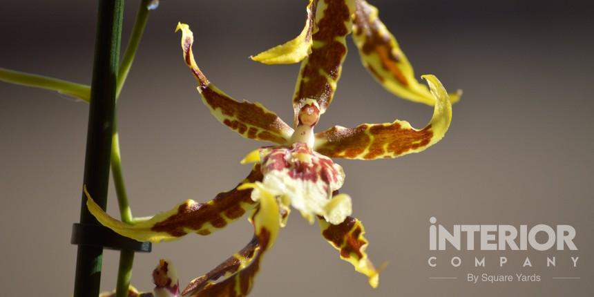 Brassia Orchids