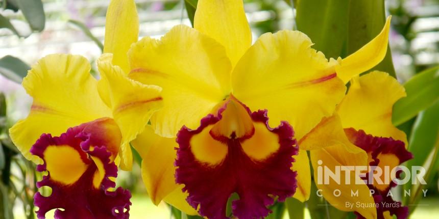 Cattleya Orchids