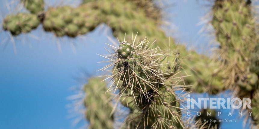 Chain Cholla