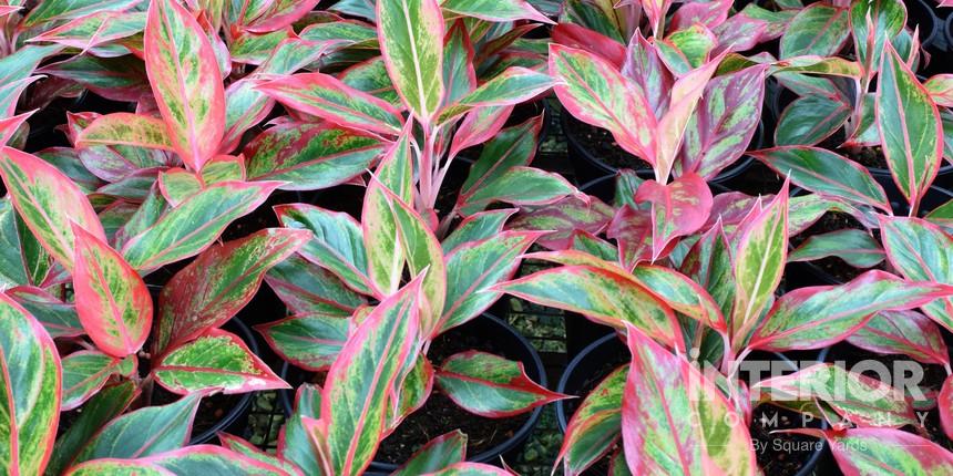 Chinese Evergreen