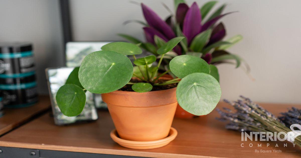 Chinese Money Plant Care - How to Take Care of Pilea Peperomioides