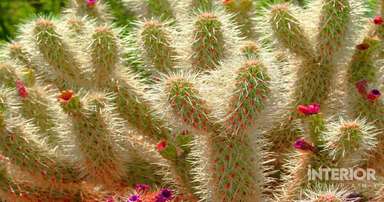 10 of the Best Cholla Cactus plants you can grow at your home