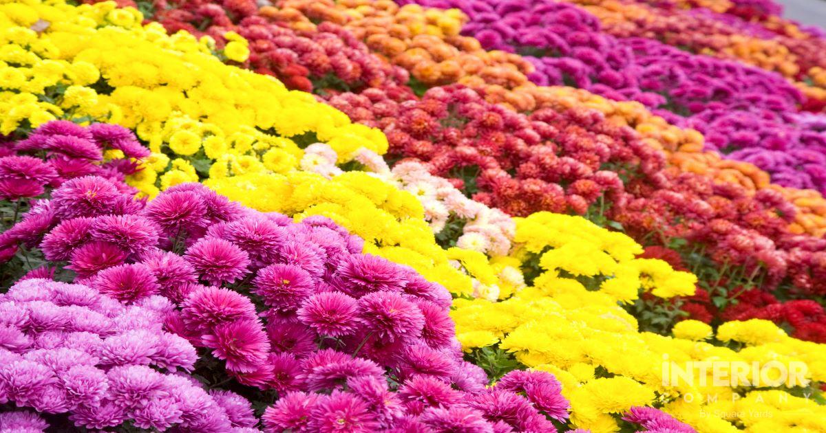 Your Ultimate Guide for Growing & Caring Vibrant Chrysanthemum Plant