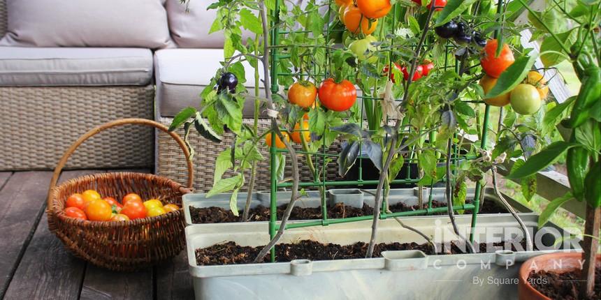 Clear Balcony Veggie Garden