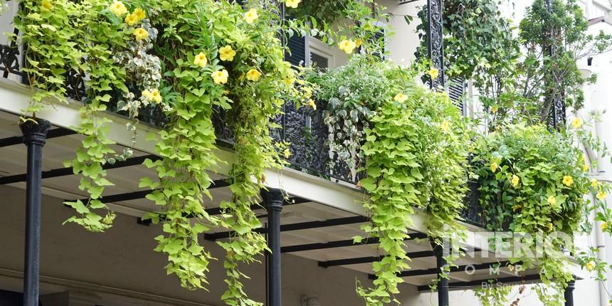 Compact Railing Balcony Garden