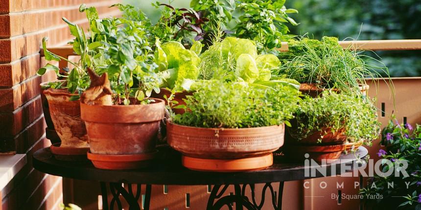 Cost-Effective Balcony Garden