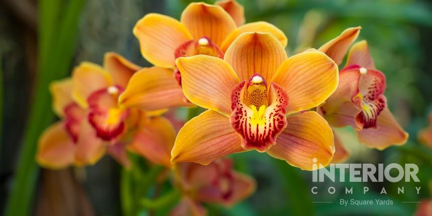 Cymbidium Orchids