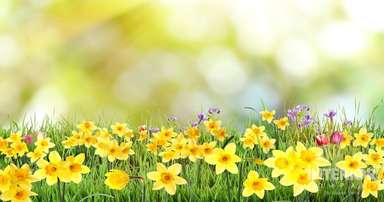 Plant Care & Growing Guide: How To Take Care Of Your Daffodils Like A Baby!