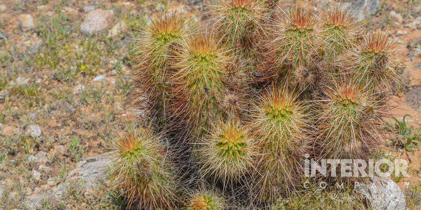 Devil Cholla