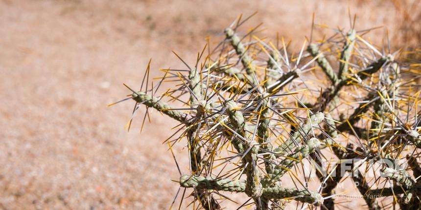 Diamond Cholla