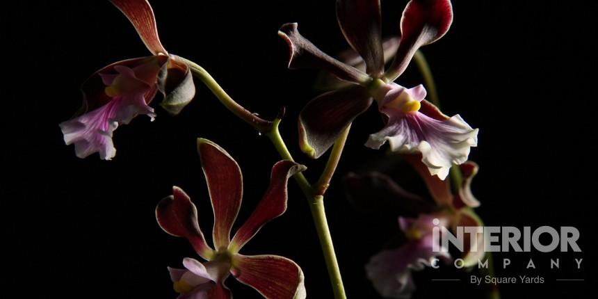 Encyclia Orchids