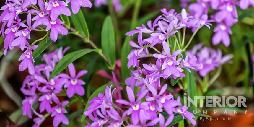 Epidendrum Orchids