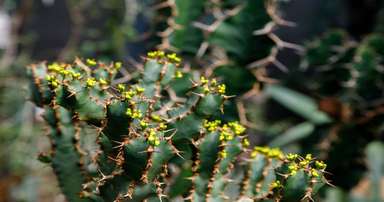 How to Care for Euphorbia Ingens Plant - A Guide Euphorbia Ingens