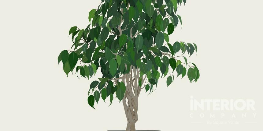 Ficus Benjamina