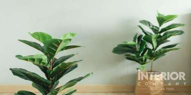 Guide to Growing a Fiddle Leaf Fig Tree with Secret Tips of Caring