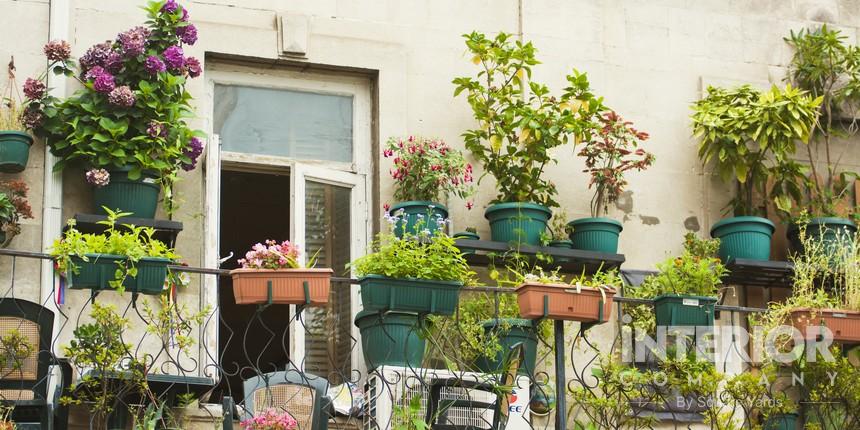 Find Goodness of Balcony Herb Garden