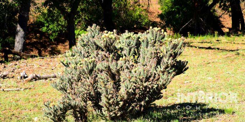 Gold or Silver Cholla