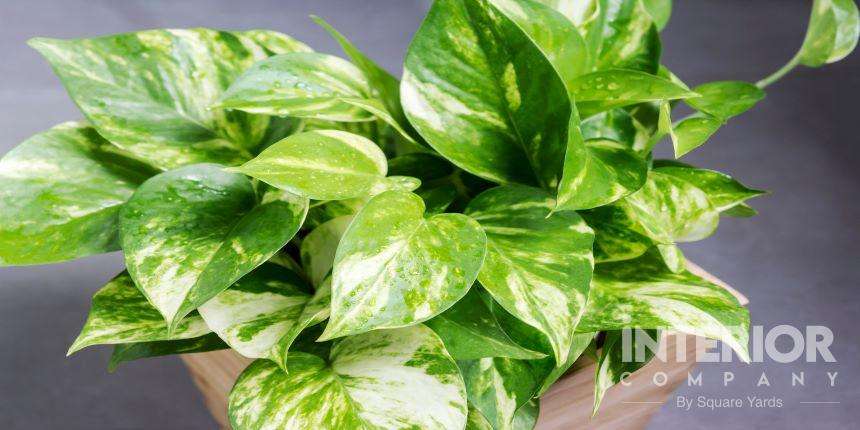 Golden Pothos Plants