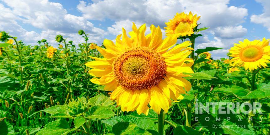Grow-Sunflowers
