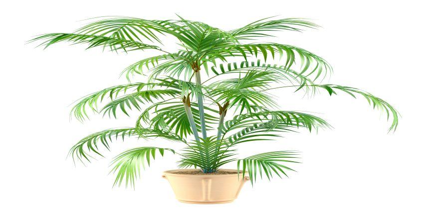Indoor-Palm-Plants