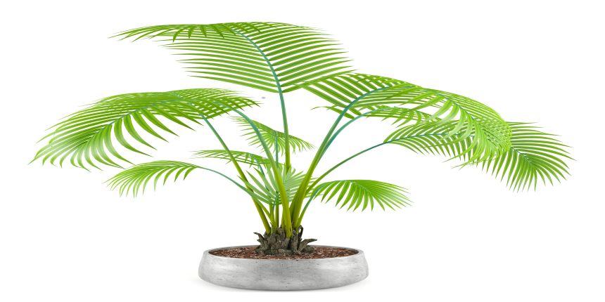 Indoor-Palms