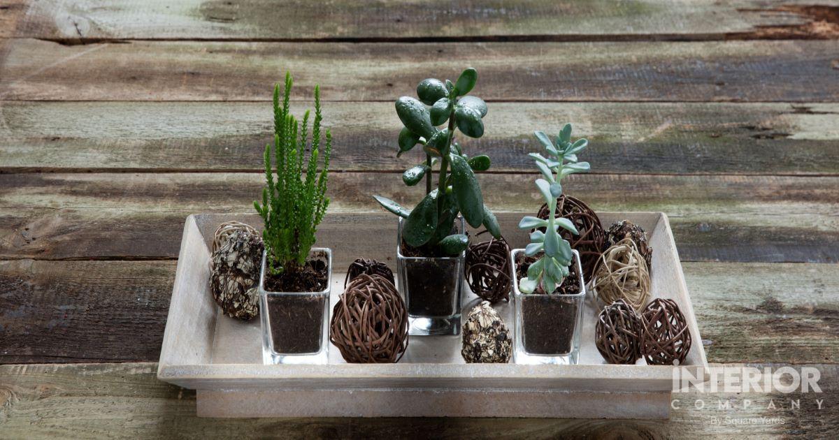 Indoor Succulent Plants Care & Grow