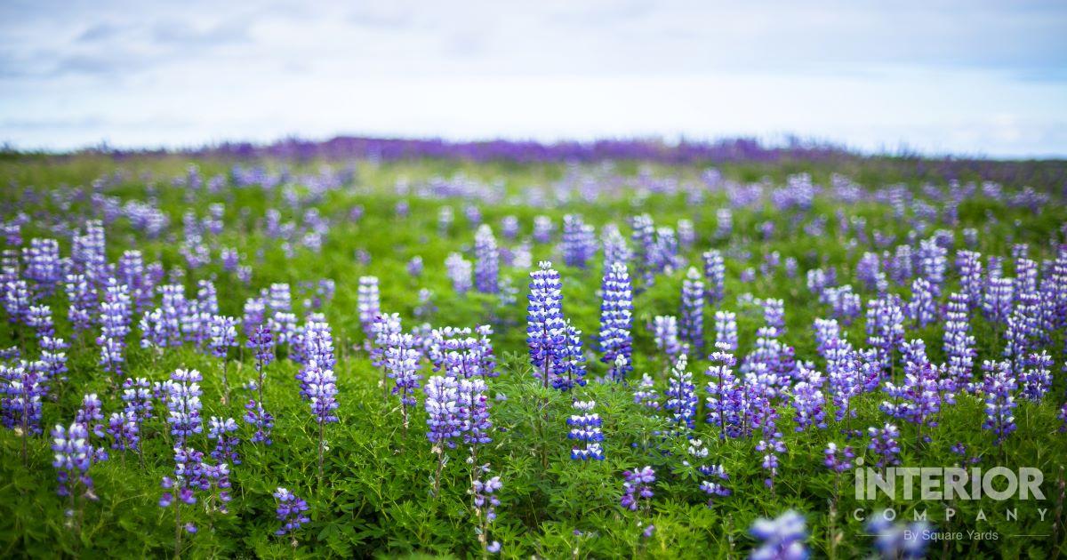 Lupine: Plant Care & Growing Guide
