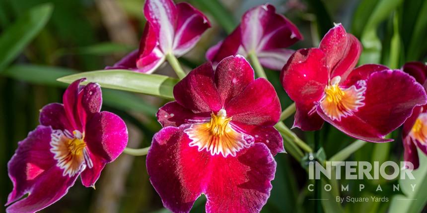 Miltonia Orchids