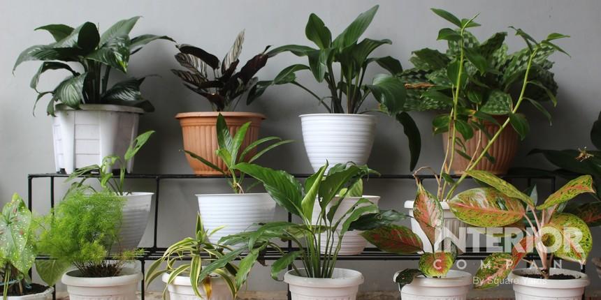 Neatly Arranged Balcony Garden