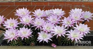 Learn How to Grow and Take Care of Night Blooming Cereus