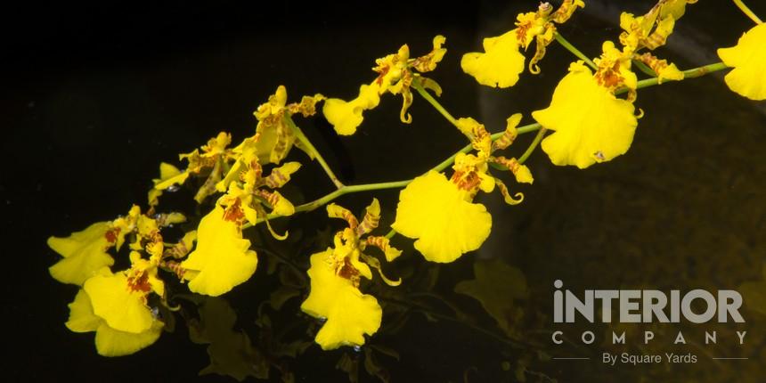 Oncidium Orchids