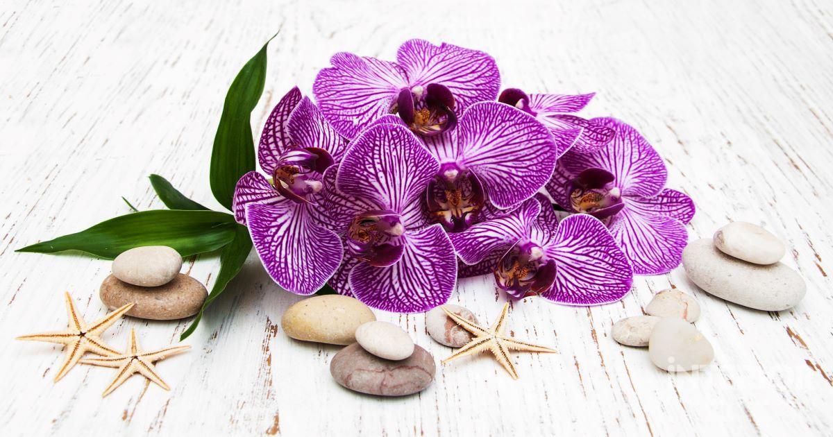 Orchid Care: How to Grow and Care for Orchids