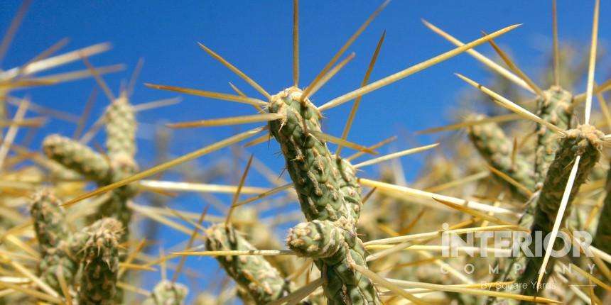 Pencil Cholla