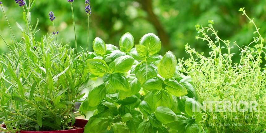 Personal Herbs and Microgreens Balcony Garden
