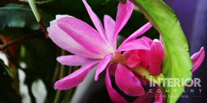 Pink Orchid Cactus