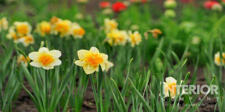 Plant Daffodils