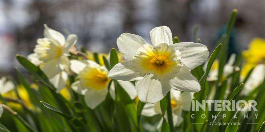 Planting Daffodils