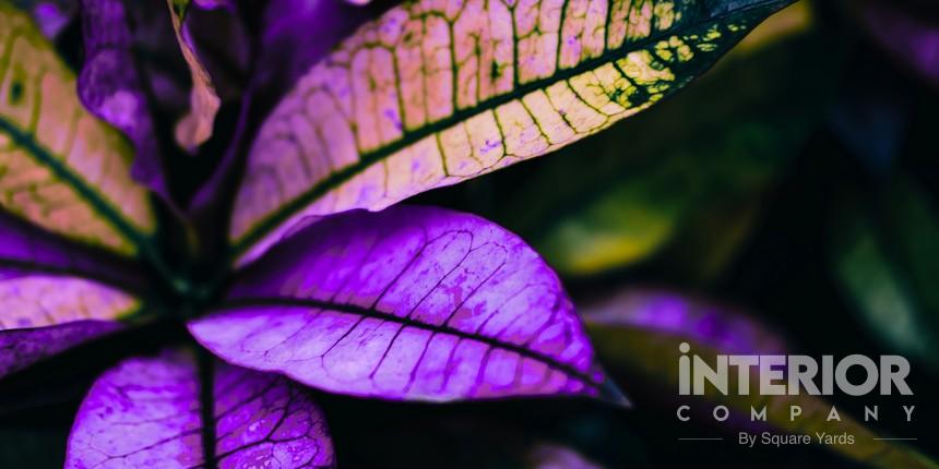 Purple Croton Plant