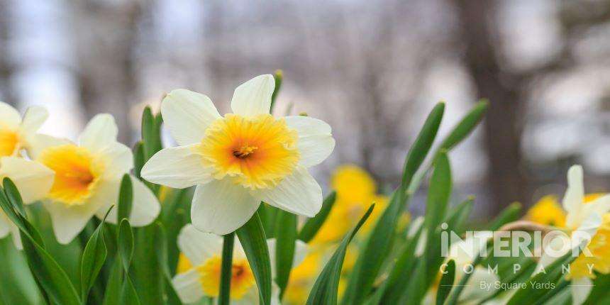 Repotting Daffodils