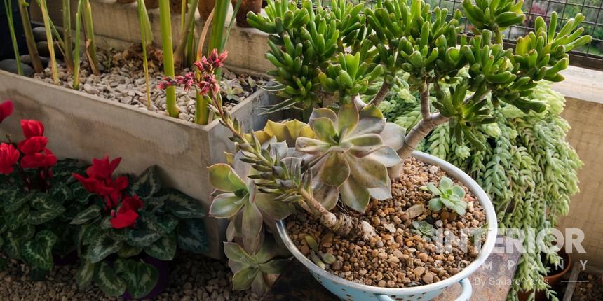 Spacious Succulent Garden Area