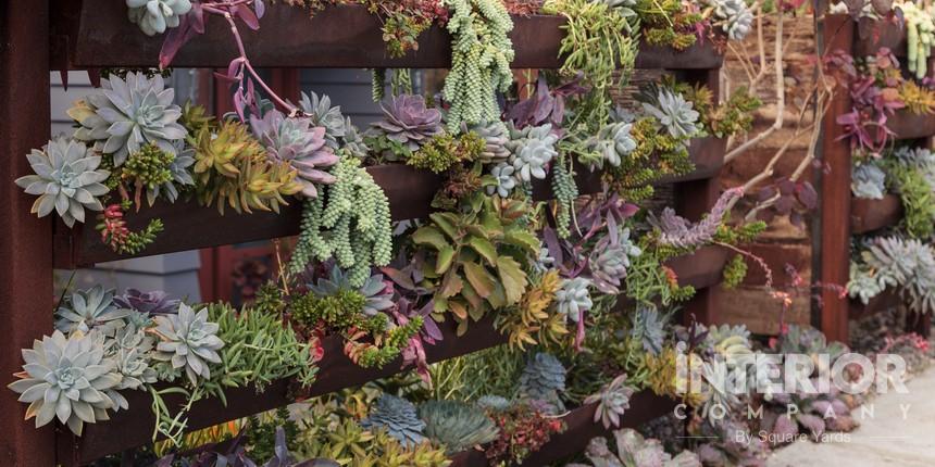 Succulents Great Balcony Wall Garden