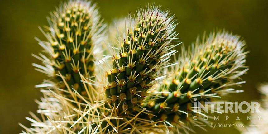 Teddy Bear Cholla