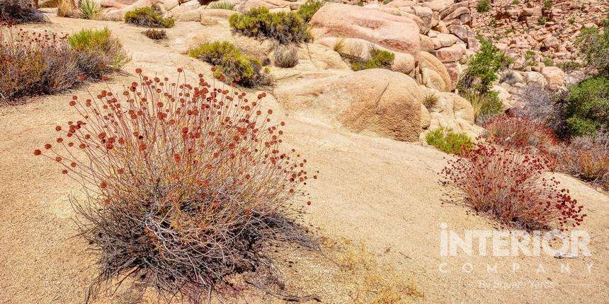 Tree Cholla